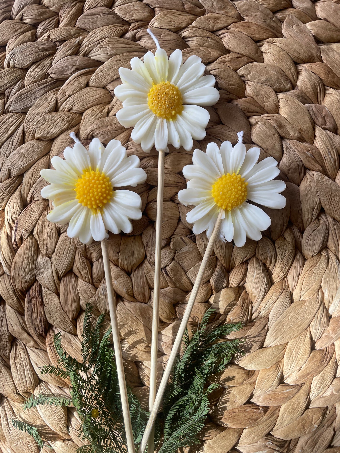 Marguerite sur tige